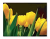 zCards_Tulips_[Converted]
